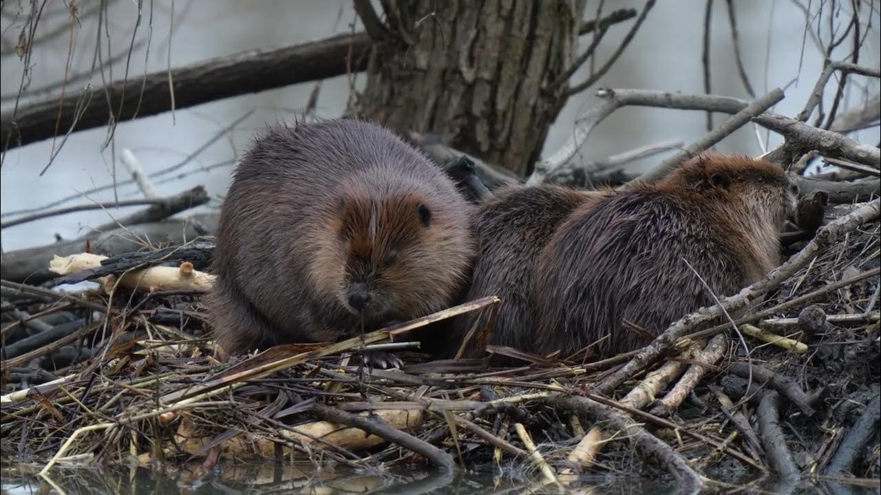 North American nocturnal Beaver balls of fur wake for a moment but soon