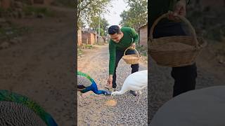 #peacock #amazingfacts