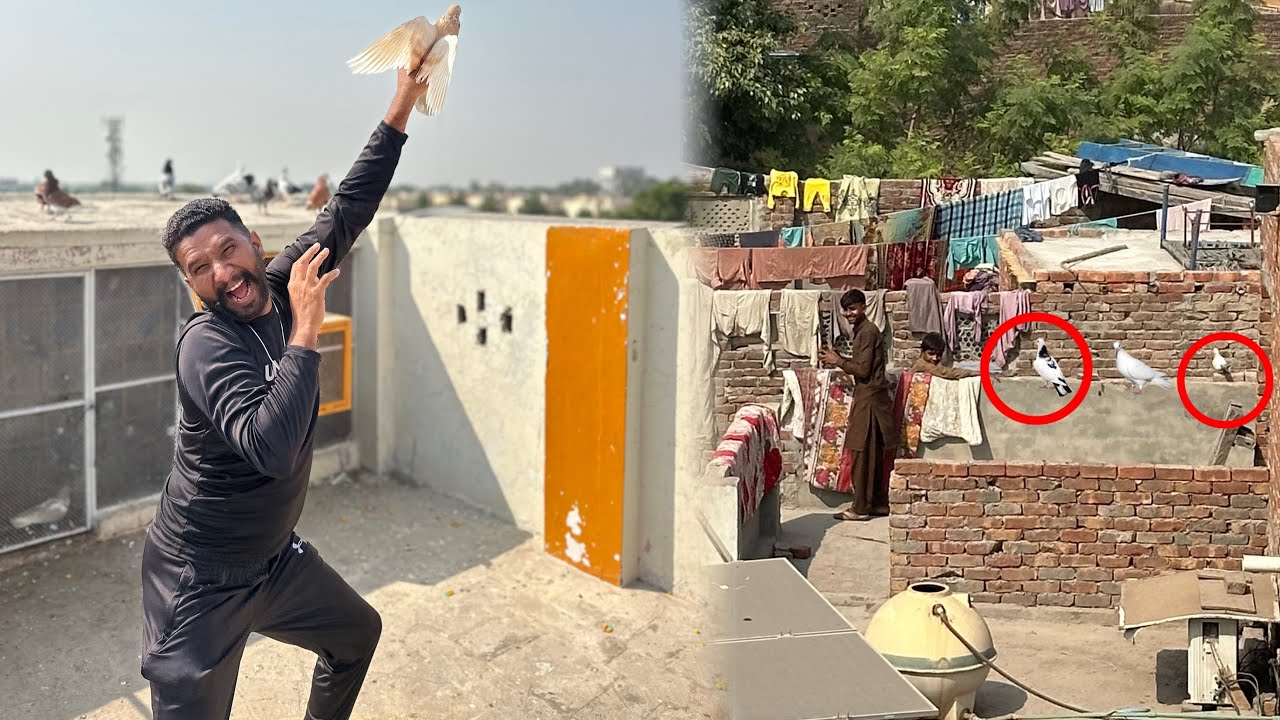 Bacho Kay sath kabutaron ke larai karwa kar 1 kabutar utar liya 😳😱