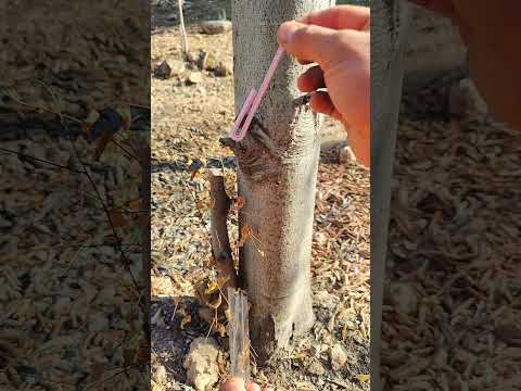 میدونی چطوری آب درخت میاد یک ترفند خوب اگر بی آب شدی    