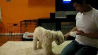 Max Cockapoo Training Video 2