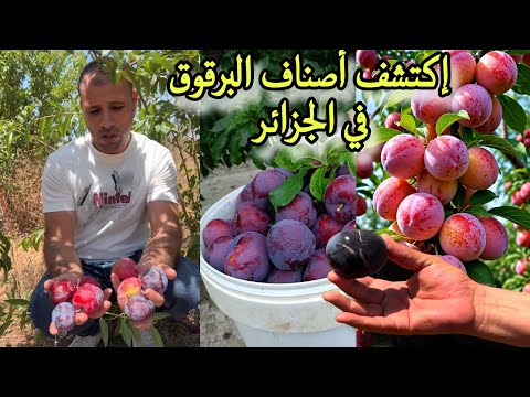 Discover the different varieties of plums تعرف على مختلف أصناف البرقوق في الجزائر 
