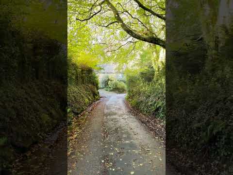 Walk with Me- East Dartmoor (pt. 5) #nature #walking #shorts