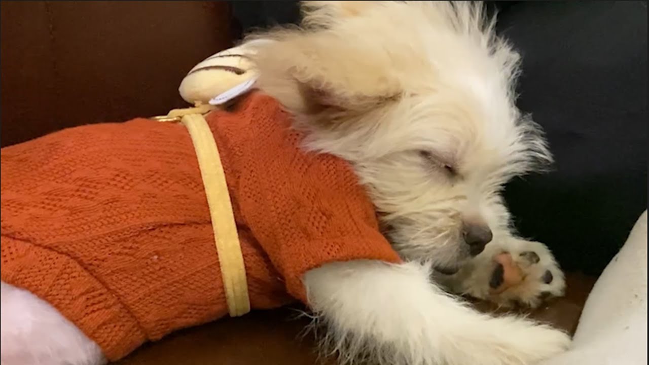 Sleep Well the Little Puppy | Sleep Music | Dreamy Paws