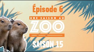 Les capybaras jouent les malicieux au moment du nourrissage des autres animaux ! (S15E06) [INTEGRAL]