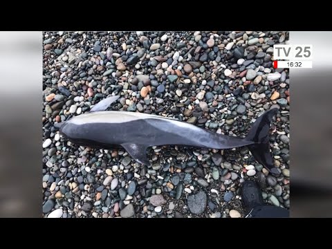ზღვამ მკვდარი დელფინი გამორიყა