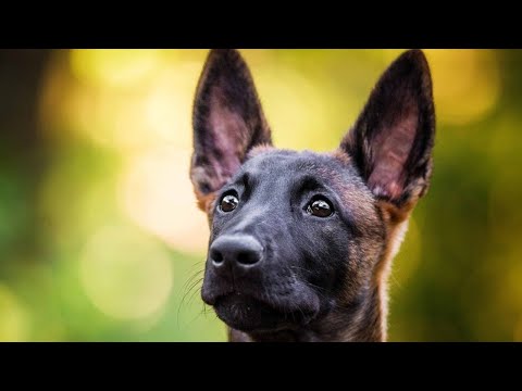 Video: 20 Aivastelevan koiran kasvot Niin naurettavaa Et koskaan voi valittaa siitä, että sinulla on taas huono päivä
