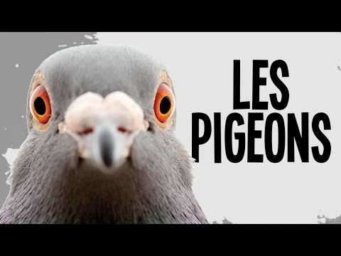 Vidéo: Qu'est-ce que pigeonnier lmtp ?