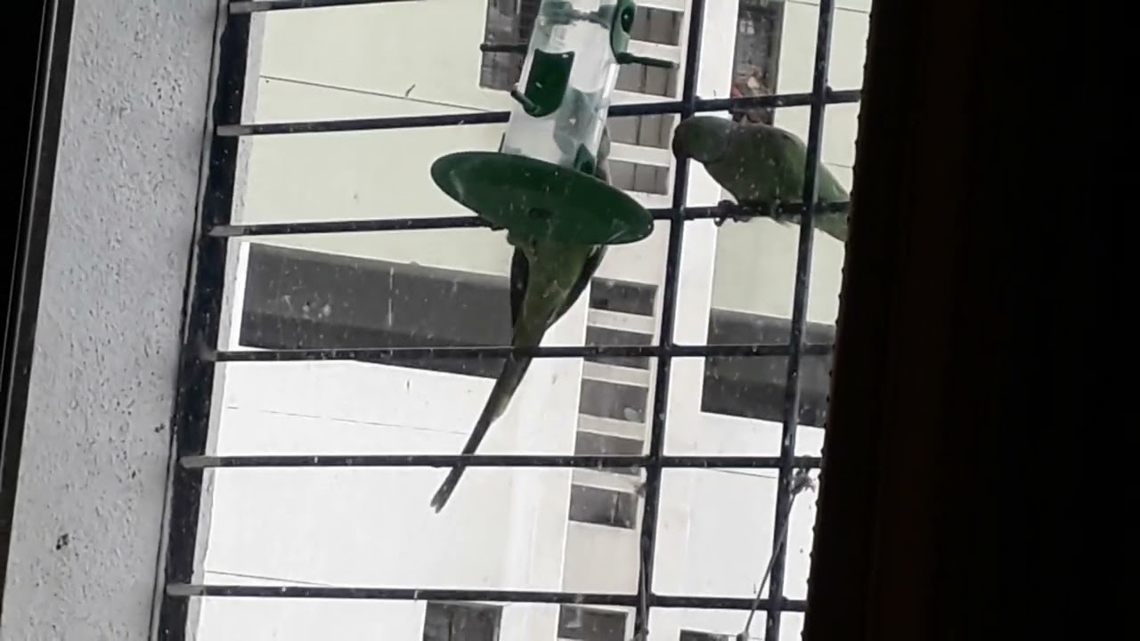 Watch Two parrots and a sparrow feeding through bird feeder