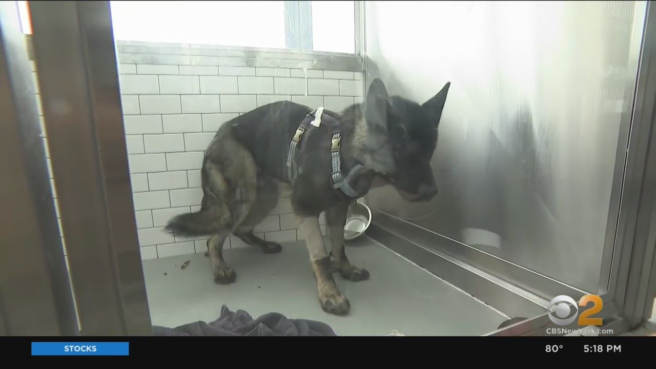 Puppy who crossed through Brooklyn Battery and Holland tunnels released