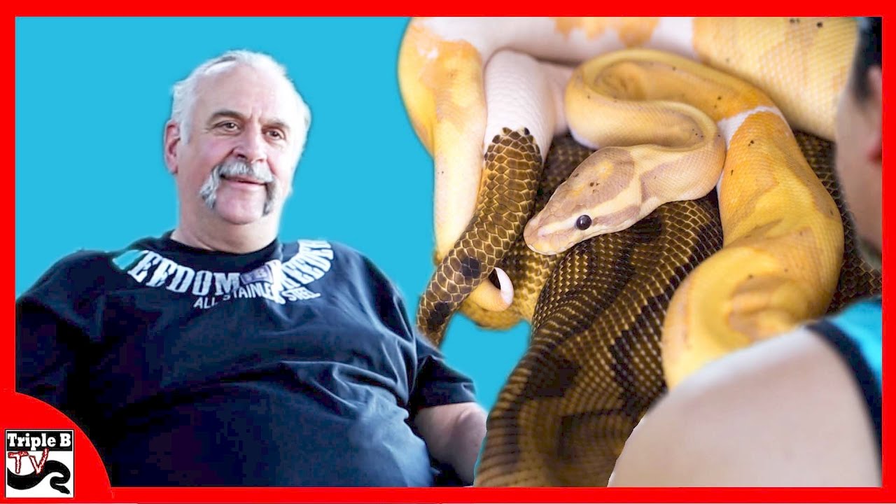 pythons for sale Freedom Breeder : Triple B TV - Ep.60