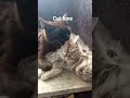 #CatLove #CuteCats