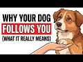 Why Your Dog Follows You Everywhere (What It Really Means)