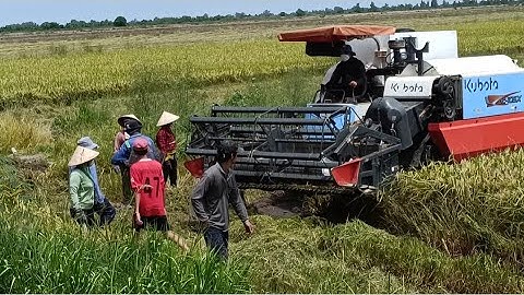 nhìn 3 máy cắt lúa  binh tóc độ cắt lúa ô em 18 tập61 #maibangtv