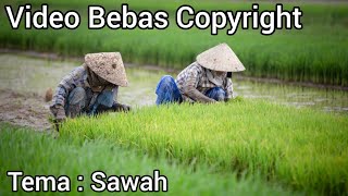 Kumpulan Video Petani Tanam Padi di Sawah/ Video Sawah/ Video Bebas Hak Cipta Bebas Copyright