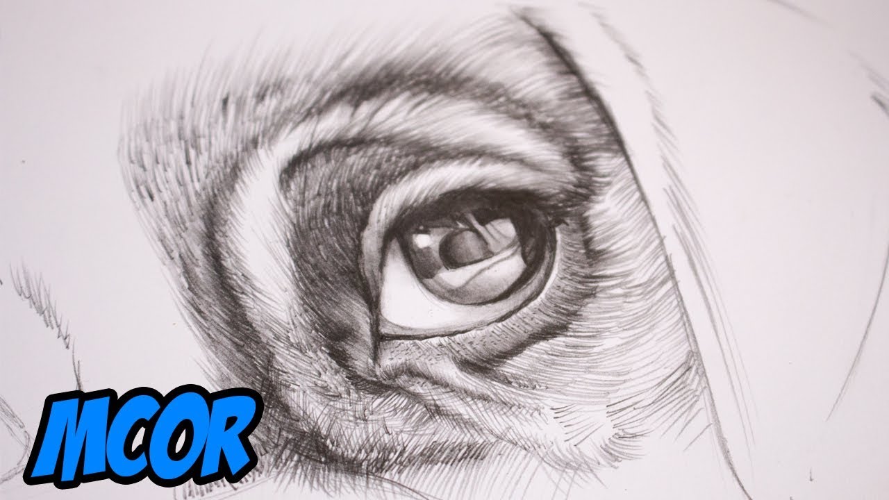 Como Dibujar Ojos De Perro Cachorro Lapiz Youtube
