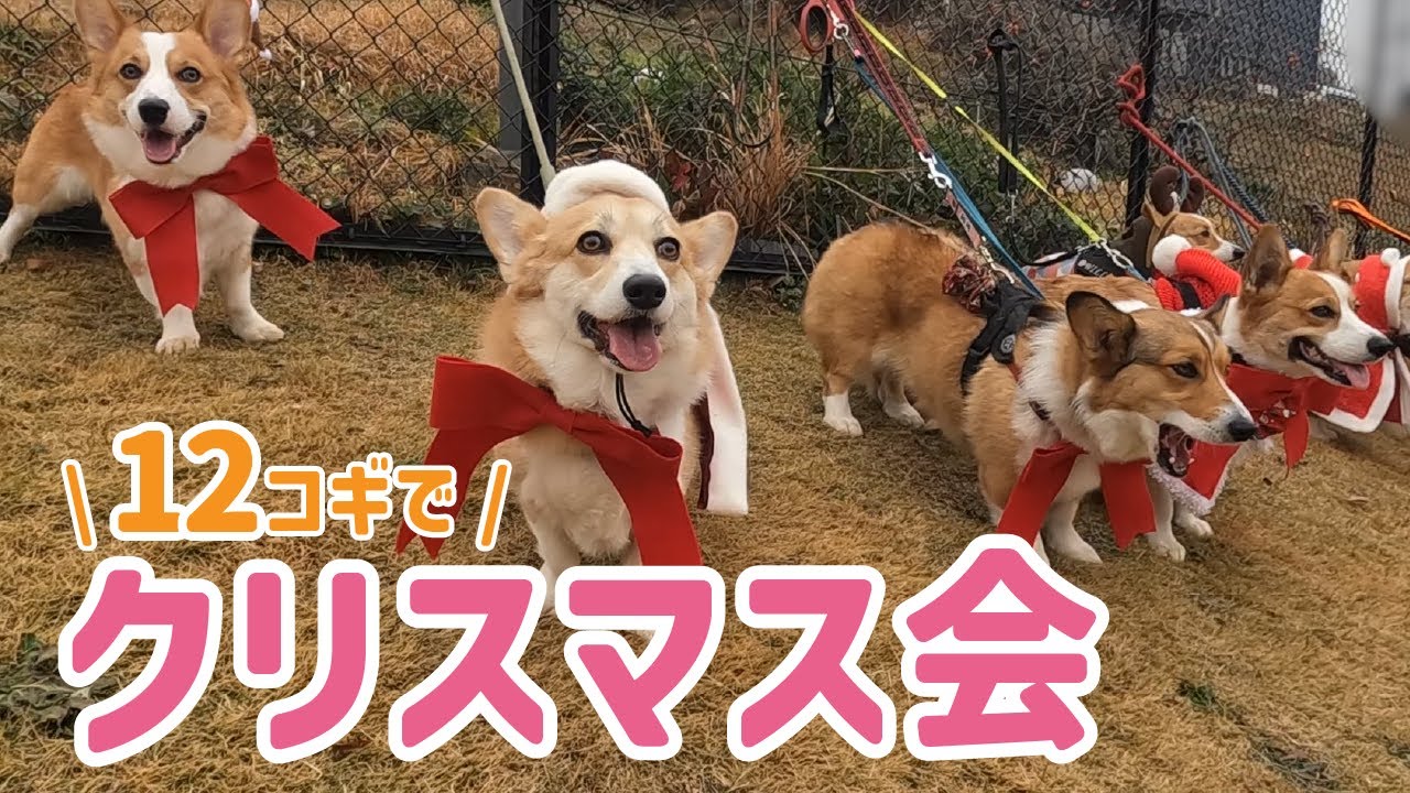 【コーギー】クリスマス会！茨城のドッグランにコーギー集合＆犬連れOKカフェでクリスマスパーティーを楽しんだ日