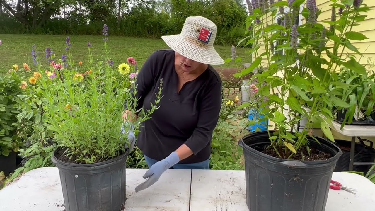 Planting Hyssop in Containers - Container Gardening with Herbs