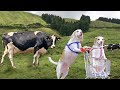 Dog Pushes Dog in Shopping Cart Around the World! Funny Dogs Maymo &amp; Friends Most EPIC Trip Ever!