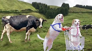 Dog Pushes Dog in Shopping Cart Around the World! Funny Dogs Maymo & Friends Most EPIC Trip Ever! by Maymo 536,553 views 3 months ago 8 minutes, 16 seconds