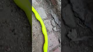 Bhaiya Ne Ullu Bana Diya