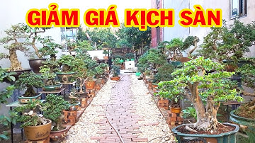 Nhiều cây đẳng cấp hàng Quý Hiếm giảm giá kịch sàn - bonsai trees is cheap