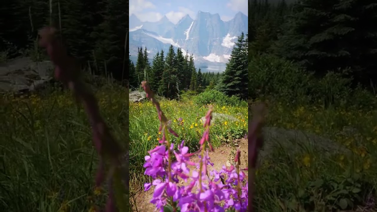 The perfect combination… mountains + wildflowers