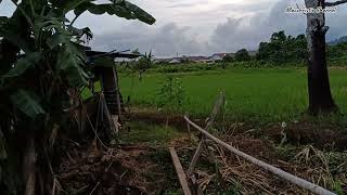Seruling Merdu Sunda Mengantarkan  Petani Ke Sawah Padi. #tiaktokbidapodbauh