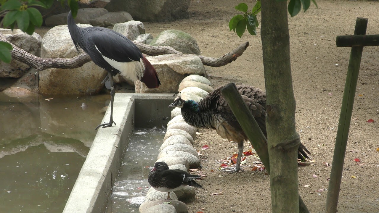 Waterfowl Aviary (Oji Zoo, Hyogo, Japan) September 16, 2018 - YouTube