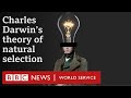 Darwin's Journey and the Evolution of Life on Earth