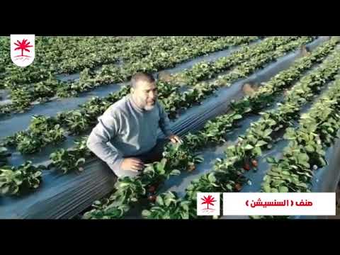 اهم وافضل اصناف الفراوله الجديده فى مصر