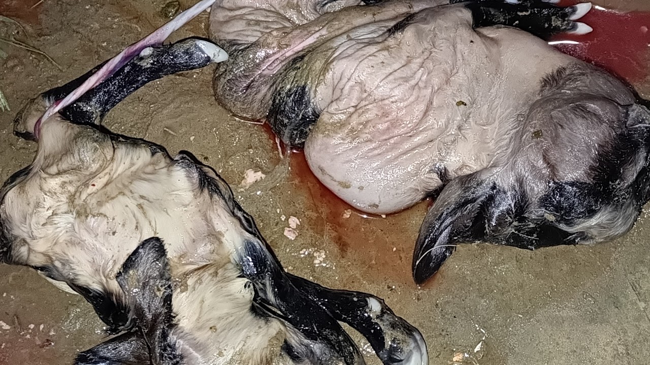 Live streaming of Animal Doctors