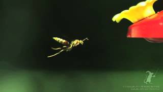 High Speed video of a wasp flying.