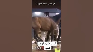 اكتب شئ تؤجر عليه تلاوه خاشعه للشيخ عبد الرحمن مسعد #خيل_عربي_اصيل #خيل #duet #اكسبلور #المصحف