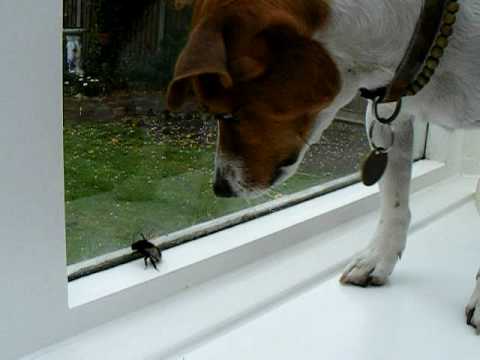 jack russell and bee