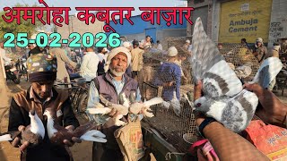 Amroha kabootar market 🕊️ 25-02-2026. अमरोहा कबूतर बाज़ार। Gola kabootar market.