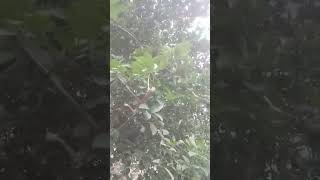 Aaj hmae ghar main nimbbu ke tree main nimbbu uga hai #viralvideo #trees #growth