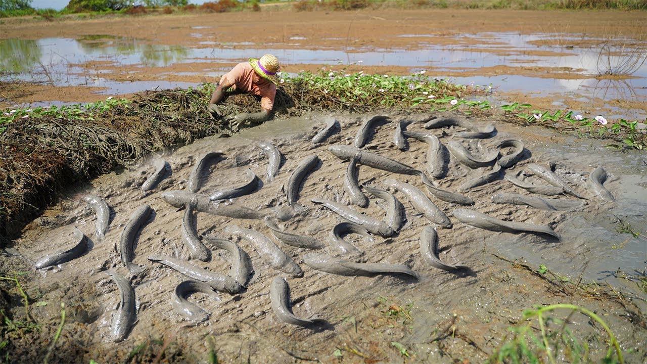 Traditional Fishing Dry Season - Unique Catching Copper Fish & Catfish Under Grass