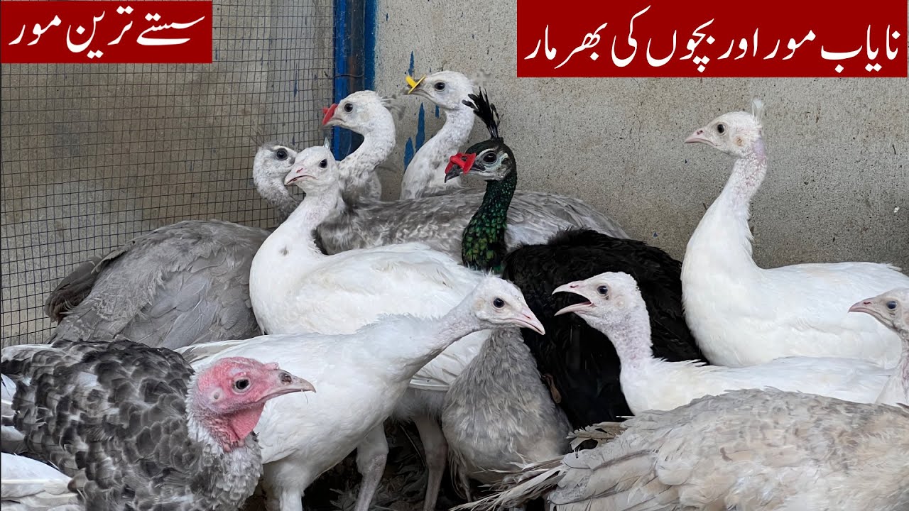 Biggest Offer on Peacock | Blue Shoulder,White ,Opal , Java & Green Java Peacock chicks 