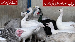 Biggest Offer on Peacock | Blue Shoulder,White ,Opal , Java & Green Java Peacock chicks