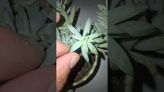 ( DONKEY TAIL FLOWER GROWING START TO FINISH) #flower #garden #donkeytail #flower #nature #succulent