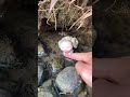 fantasy creatures emerges from a mashroom#fyp#cuteanimlas #reels#fantasy
