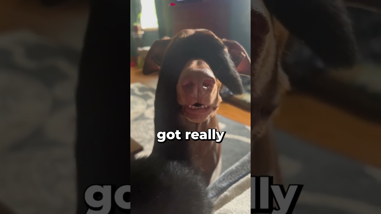 Dog Gets Scared When Cat's tail Covers Its Eyes 😂