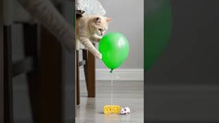 Stunned! I found a good kit to lift you up #cat #funny #kitten #cutecat #cute #funnycat #funnykitten