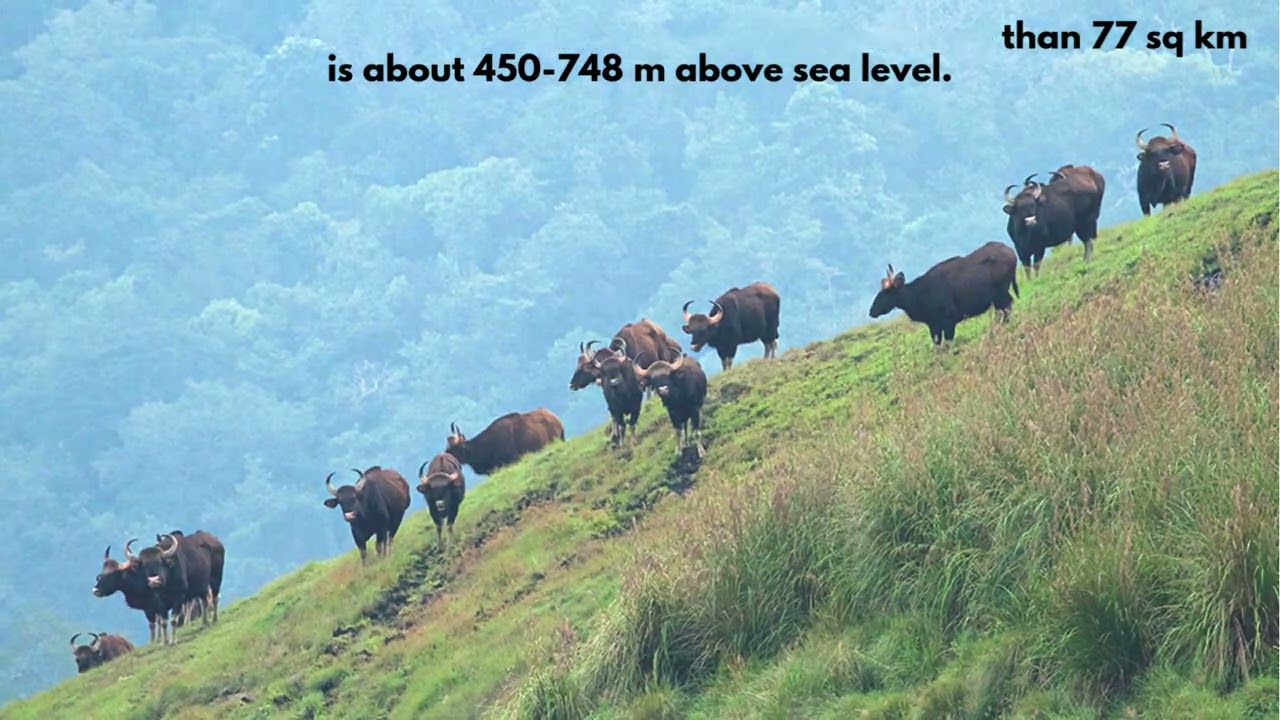 TWINLENS_DIARIES - DISCOVER - HIDDEN PLACES - KERALA 🌴- IDUKKI WILDLIFE SANCTUARY 🌎🌴