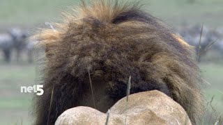 African Cats Trailer Net5