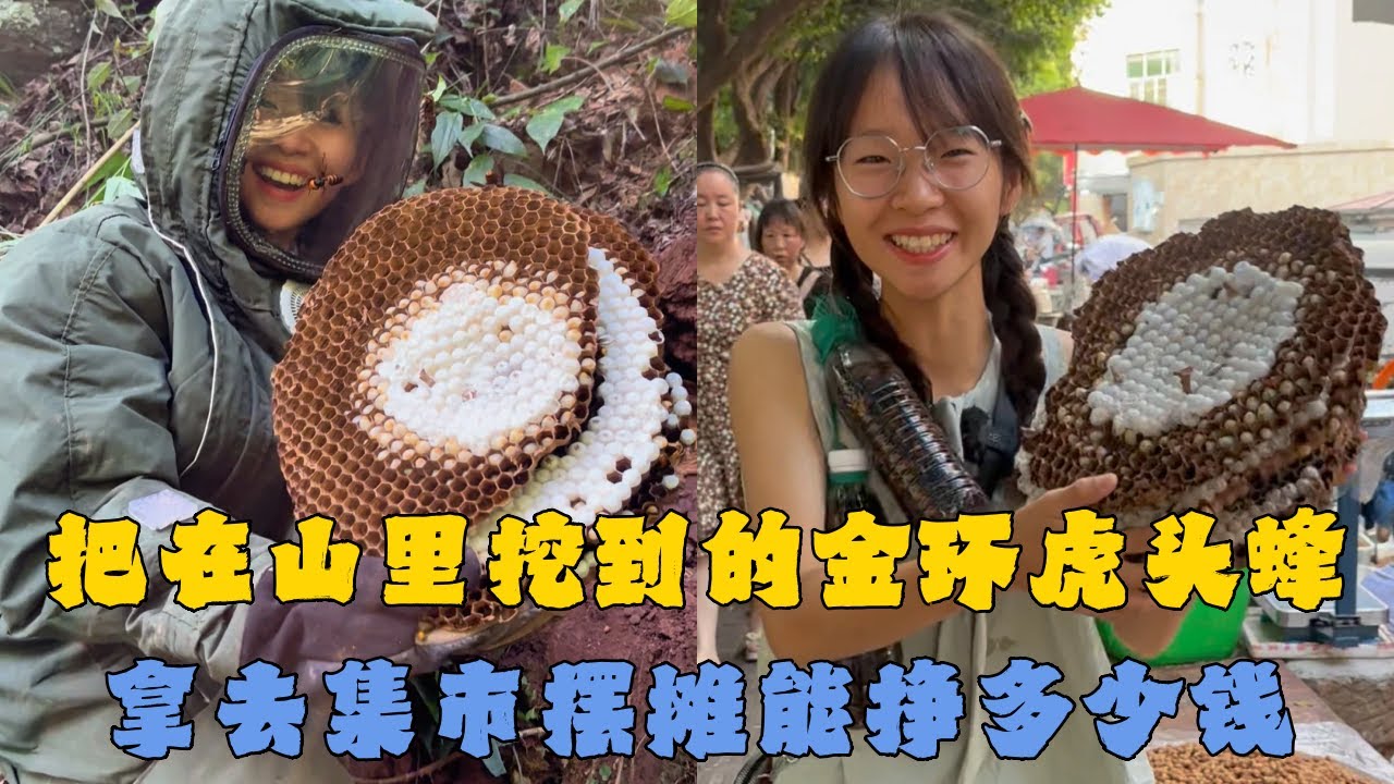 幺妹把在山里挖到的金环虎头蜂，拿去集市摆摊到底能挣多少钱？
