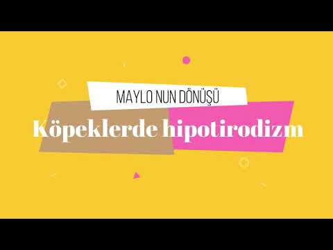 Video: Köpeklerde Hipotiroidizm