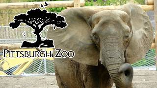 Pittsburgh Zoo And Aquarium Tour & Review 2026