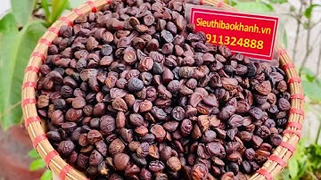 Hạt dổi rừng Tây Bắc có mùi thơm